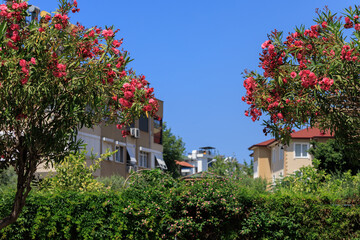 Southern cityscape, view of buildings and houses, palm trees and mountains, in public places in...