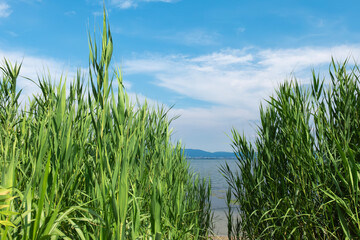 Fototapeta premium 琵琶湖畔の美しくのんびりした風景 滋賀県大津市
