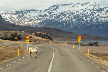 Just a reindeer crossing the street somwhere in Iceland