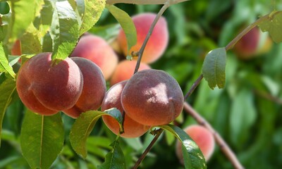 Peach tree background images, nature, fruit, image