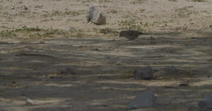 Sparrow foraging in desert area in Riffa, Bahrain
