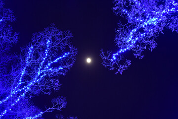 青く輝く木のイルミネーションと月
