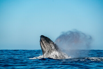 humpback whale breaching in cabo san lucas - 758046011