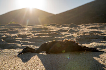 dead cormorant on sandy beach - 758046012