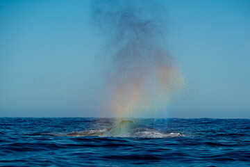 humpback whale blowing a rainbow after breaching in Todos Santos Mexico, Baja california Sur