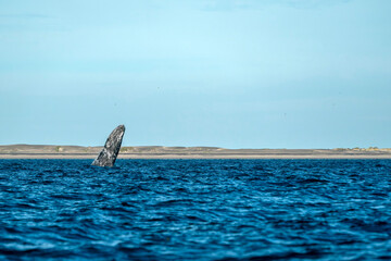 breaching grey whale in san ignacio lagoon puerto chale maarguerite island baja california sur mexico - 758046015