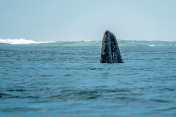 Spy hopping grey whale in san ignacio lagoon puerto chale maarguerite island baja california sur mexico - 758046016