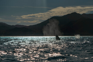 Spy hopping at sunset grey whale in san ignacio lagoon puerto chale maarguerite island baja california sur mexico - 758046025