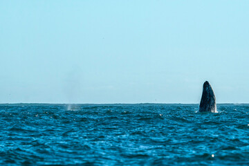 breaching grey whale in san ignacio lagoon puerto chale maarguerite island baja california sur mexico - 758046031