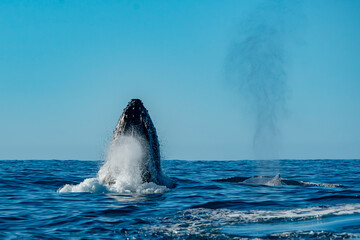 humpback whale breaching in cabo san lucas - 758046038