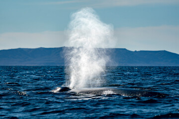 blue whale in loreto bay baja california sur - 758046041