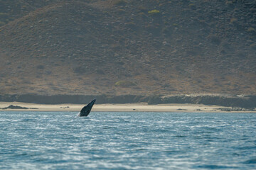 breaching grey whale in san ignacio lagoon puerto chale maarguerite island baja california sur mexico - 758046049