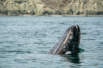 Spy hopping grey whale in san ignacio lagoon puerto chale maarguerite island baja california sur mexico - 758046050