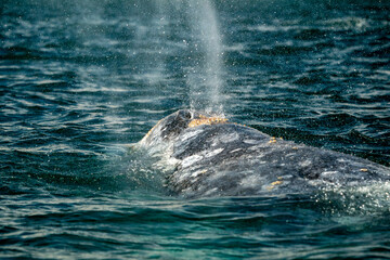 grey whale in san ignacio lagoon puerto chale maarguerite island baja california sur mexico
