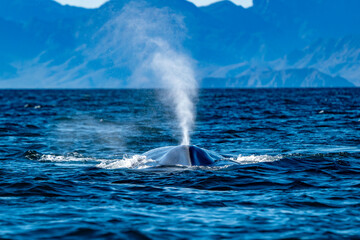 blue whale in loreto bay baja california sur - 758046057