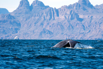 blue whale in loreto bay baja california sur
