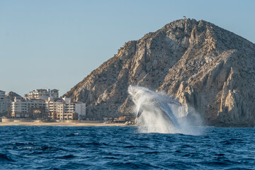 humpback whale breaching in cabo san lucas - 758046066