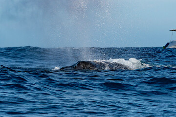humpback whale coming to you in cabo san lucas whale watching - 758046069