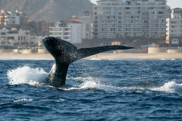 humpback whale tail slapping in cabo san lucas - 758046071