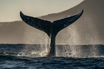 humpback whale tail slapping in cabo san lucas - 758046077