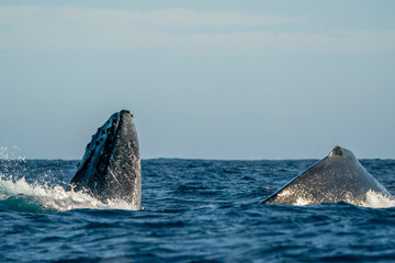 humpback whale breaching in cabo san lucas - 758046084