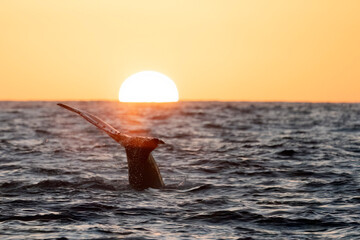 humpback whale breaching at sunset in cabo san lucas - 758046085
