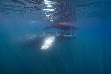 humpback whale mother and calf underwater in Pacific Ocean - 758046087