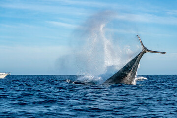 humpback whale tail slapping in cabo san lucas - 758046088