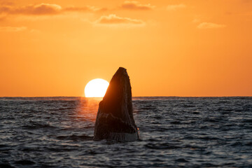 humpback whale breaching at sunset in cabo san lucas