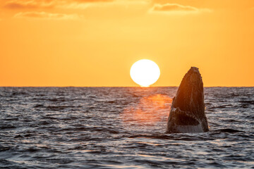 humpback whale breaching at sunset in cabo san lucas - 758046094