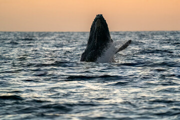 humpback whale breaching at sunset in cabo san lucas - 758046096