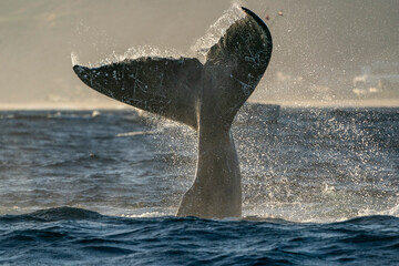 humpback whale tail slapping in cabo san lucas - 758046099