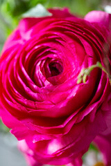 Pinkfarbene Ranunkel - Nahaufnahme der Blüte.