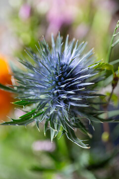 Blaue Zierdistel - Nahaufnahme.