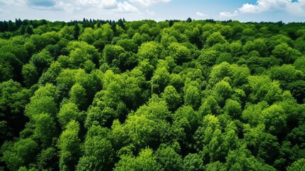 Aerial view of forest trees capturing co2 for carbon neutrality and net zero emissions
