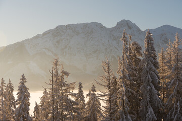 Giewont mountain in morning sun, Poland Tatra Mountains with fog in the valley and trees in foreground. Cloudless sky. View from Gubalowka Mountain in Zakopane Town and Koscielisko Village. © Marcin Mucharski