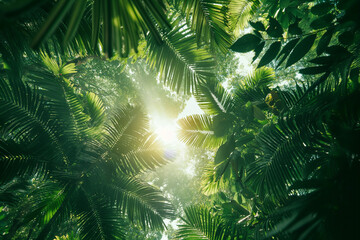 Fototapeta na wymiar Tropical palm tree with sunlight shining through the leaves.