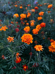 Obraz na płótnie Canvas Vivid Marigold Bloom Close-up