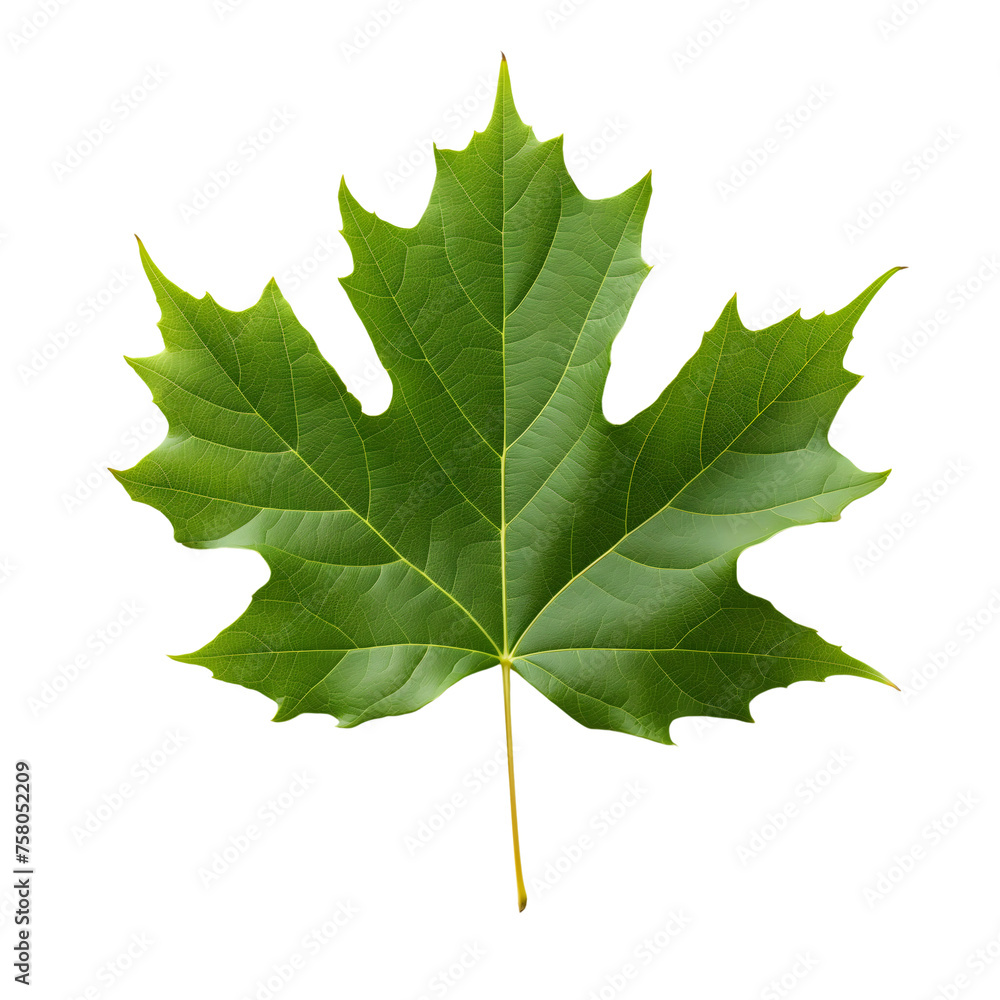 Wall mural green maple leaf isolated on transparent background generative ai