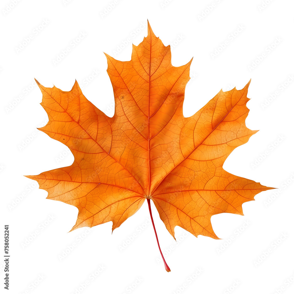 Wall mural maple leaf isolated on transparent background generative ai