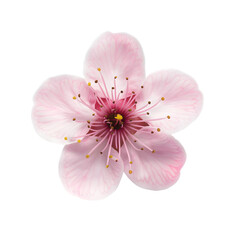 sakura flower isolated on transparent background Generative Ai