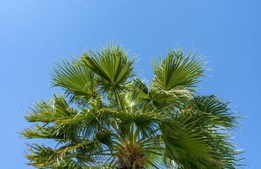 Palm tree top on blue sky background - 758053229