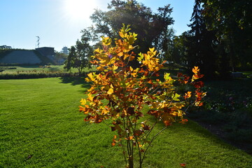 Fototapeta na wymiar Herbstlicher Baum im Park