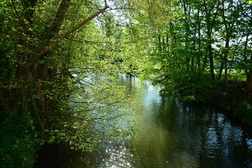 Havelarm bei Brandenburg mit Vegetation
