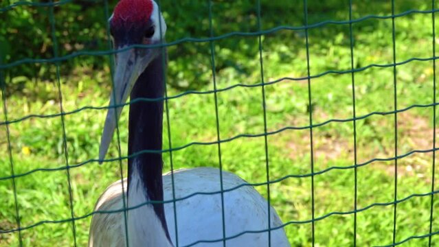 Red-crowned crane (Grus japonensis), also called the Manchurian crane or Japanese crane, is a large East Asian crane among rarest cranes in the world. It is symbol of luck, longevity, and fidelity.