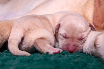 Obraz premium The blonde Labrador puppy has nestled against its mother's paw, sleeping peacefully.