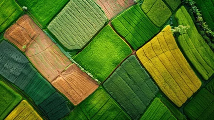 Foto op Aluminium Above golden paddy field during harvest season. Beautiful field sown with agricultural crops and photographed from above. top view agricultural landscape areas the green and yellow fields. © Nataliya