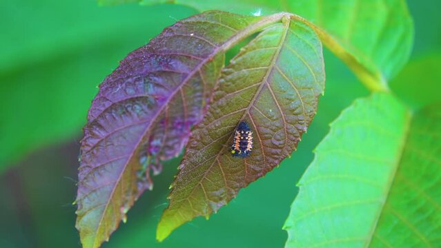 Ladybird Larva. Coccinellidae is a widespread family of small beetles ranging in size from 0.8 to 18 mm. Entomologists widely prefer the names ladybird beetles or lady beetles
