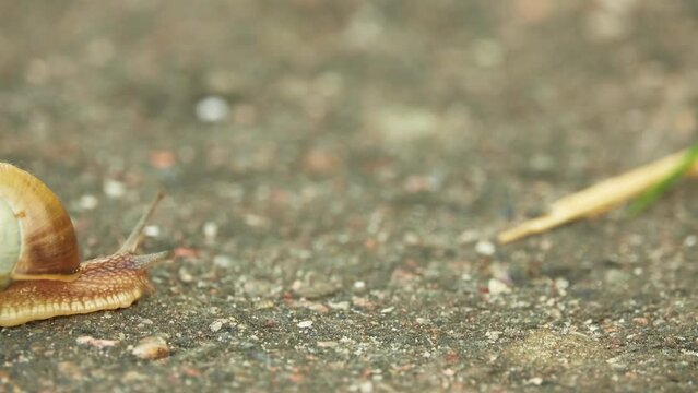 Grape snail crawls on asphalt in a summer city park.