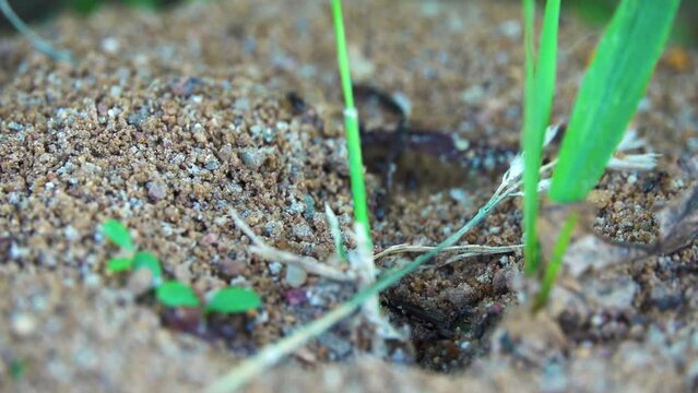 An ant colony is the basic unit around which ants organize their lifecycle. Ant colonies are eusocial, and are very much like those found in other social Hymenoptera.